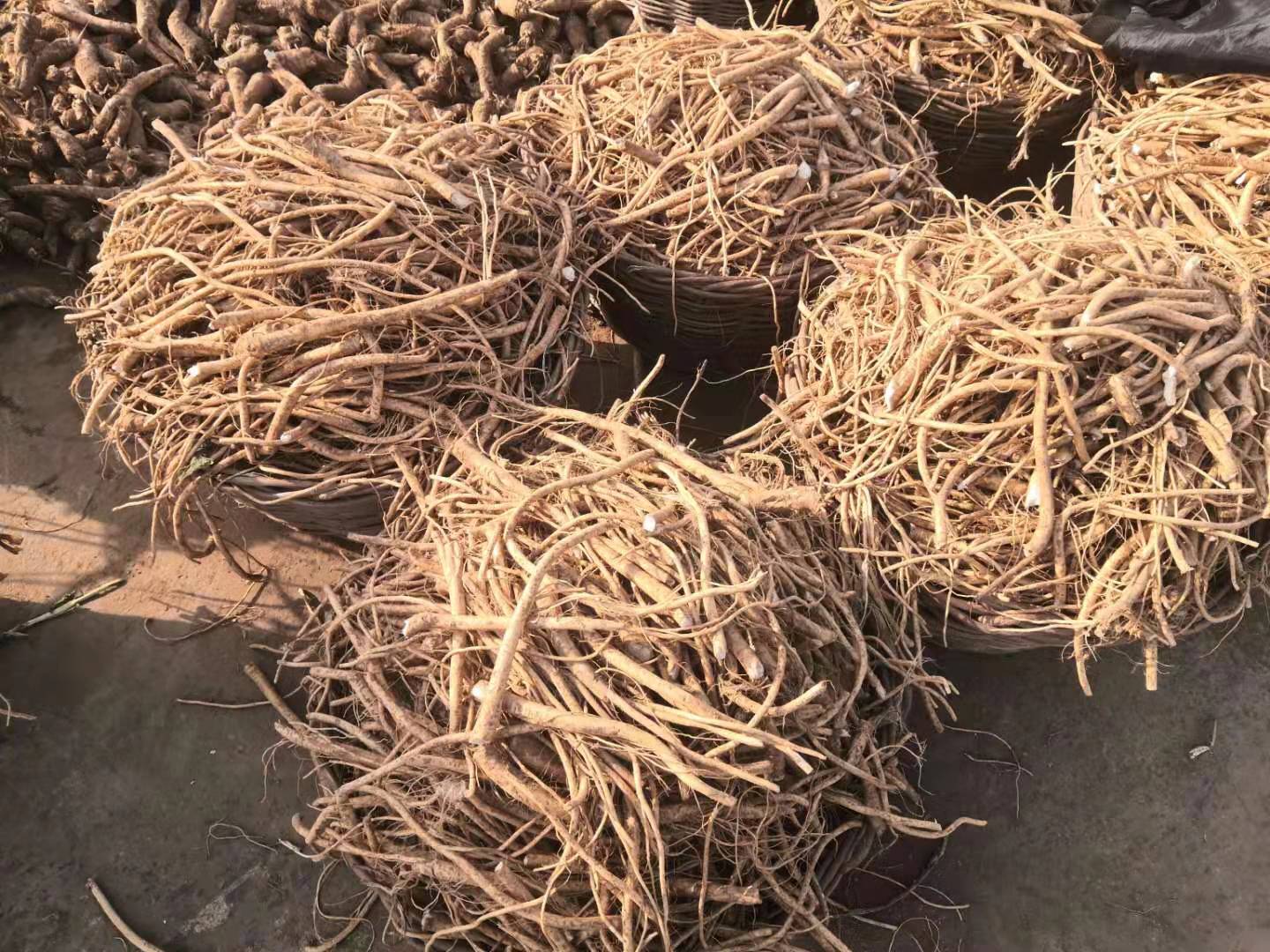 告訴你芥末和辣根的區(qū)別！